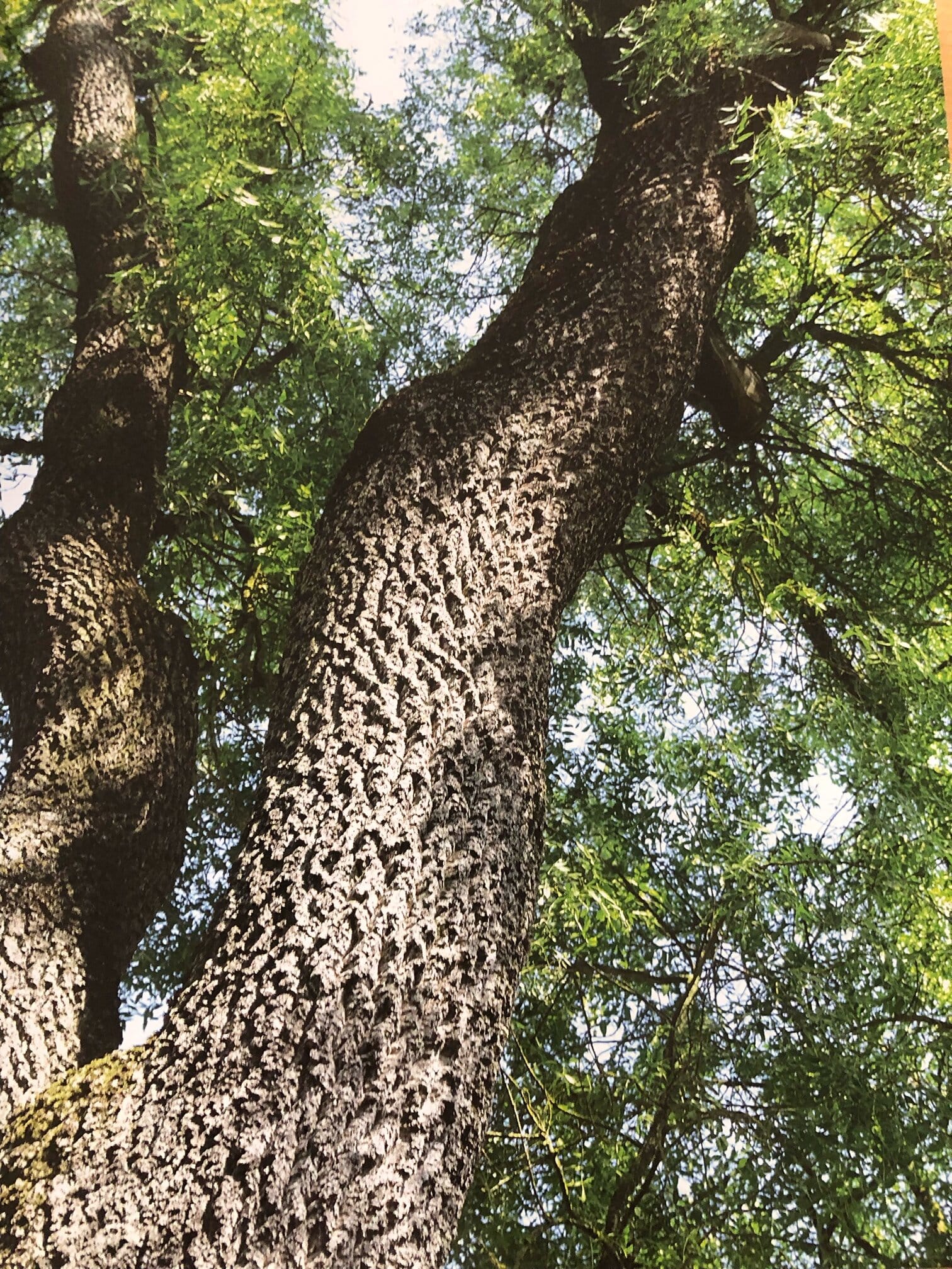 avatar atelier Lucia Tenore